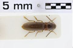 Foto (Dorsalansicht) von Megapenthes australis (NHMW-ZOO-COL-0011100)